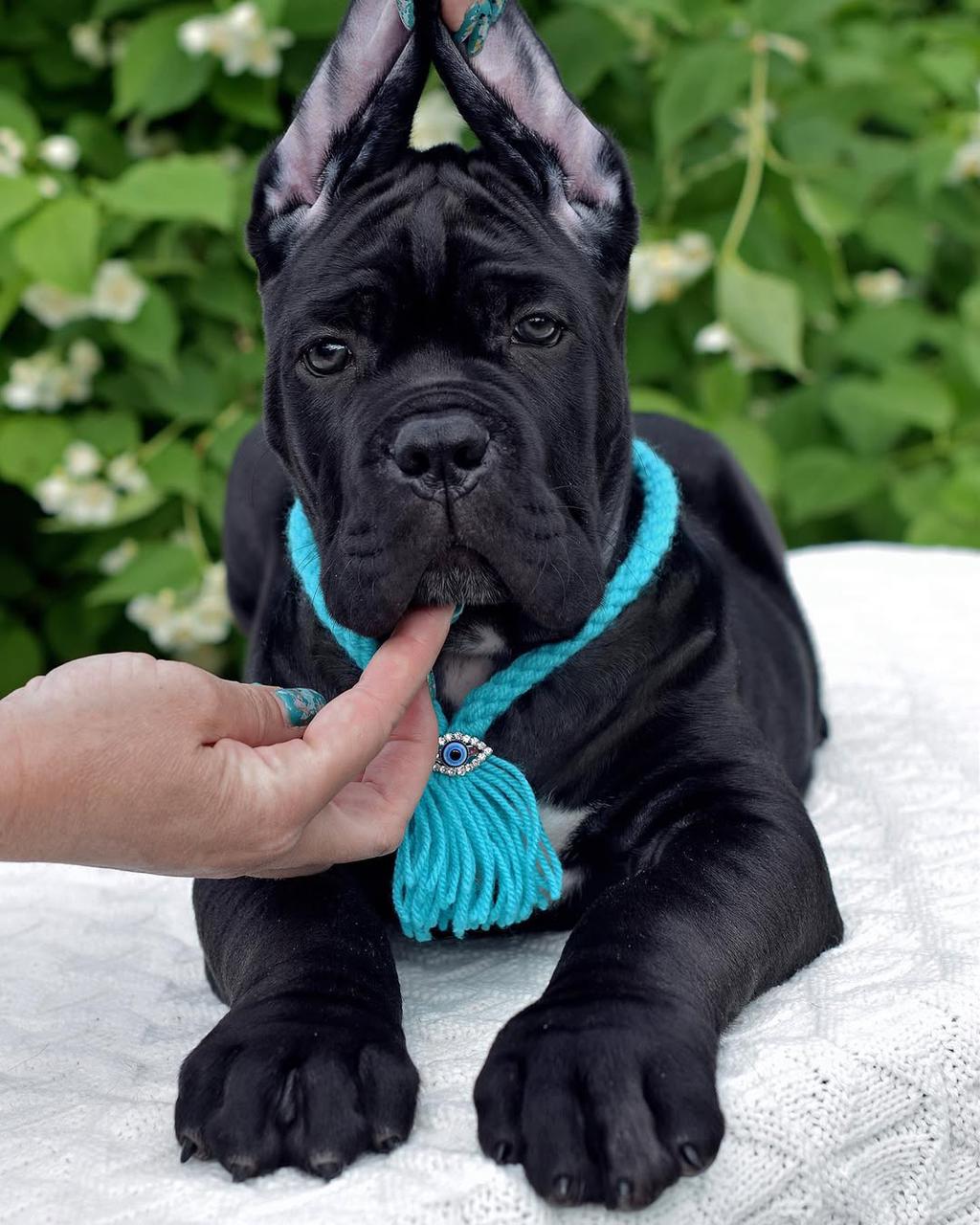 Cane Corso Puppy