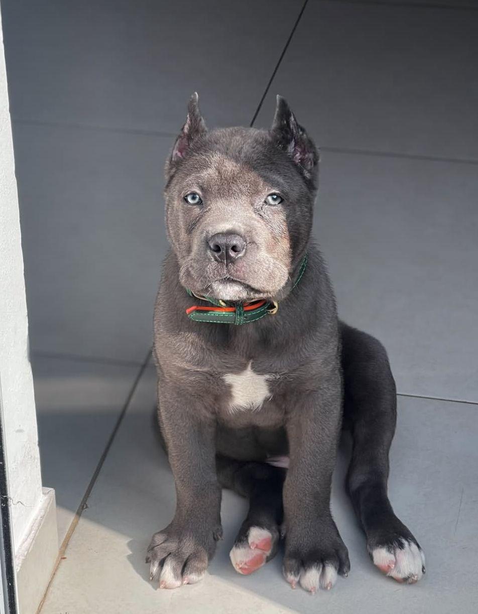 Royal Corsos