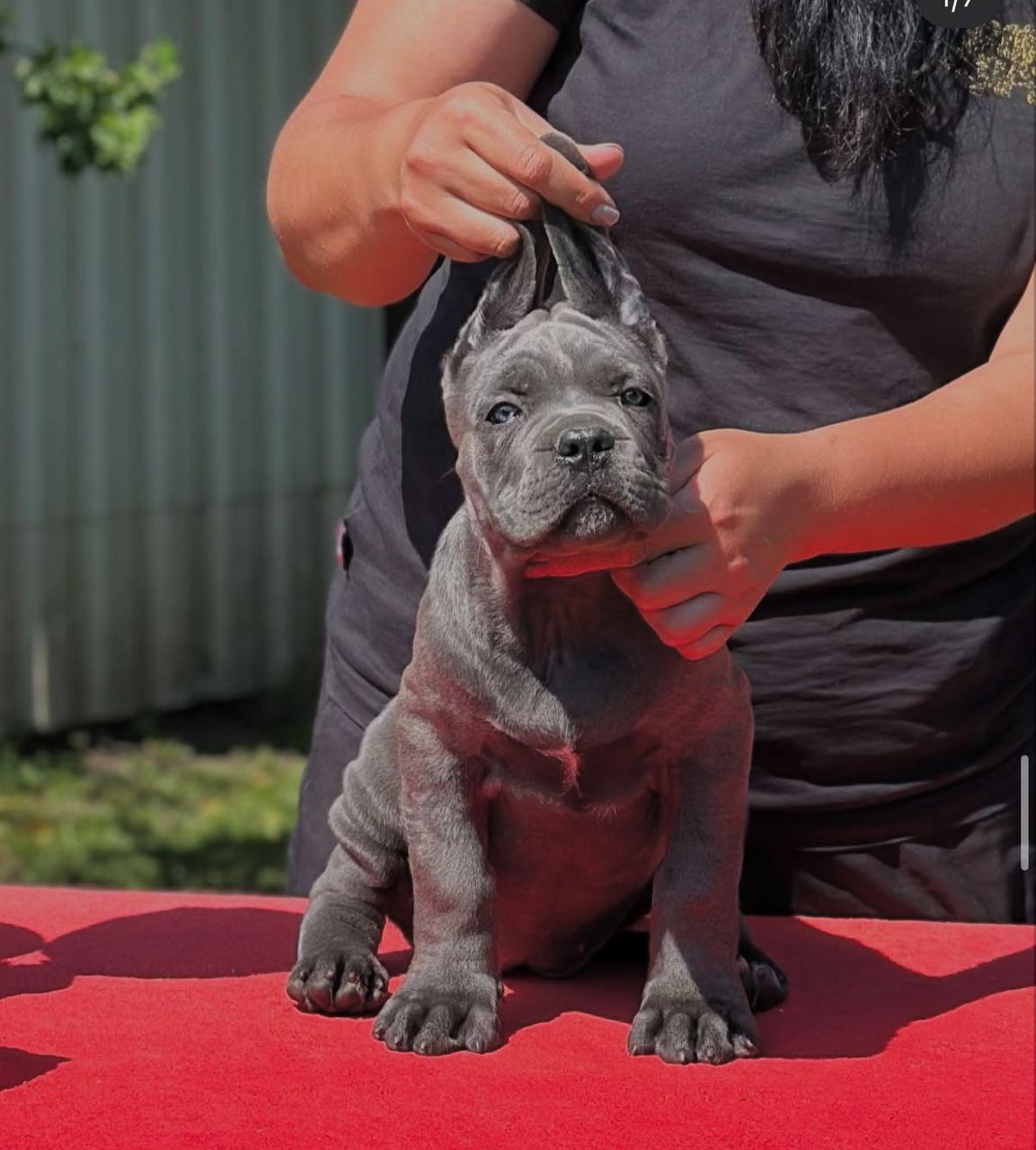 Cane Corso